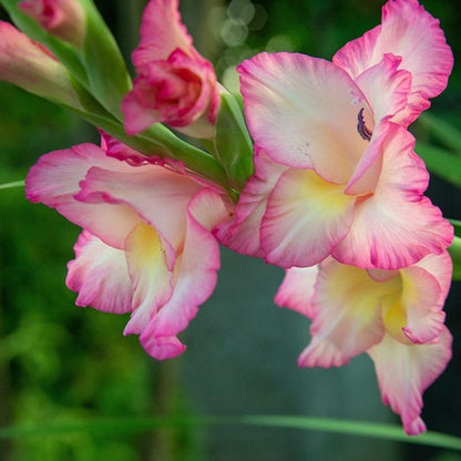 Priscilla Gladiolus