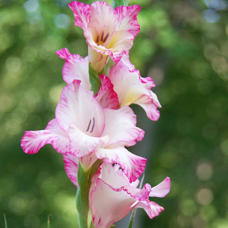 Priscilla Gladiolus