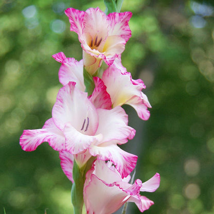 Summer Sorbet Gladiolus Collection