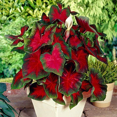 Florida Cardinal Caladium