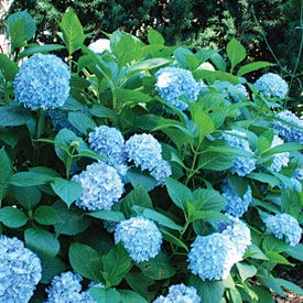All Summer Beauty Mophead Hydrangea
