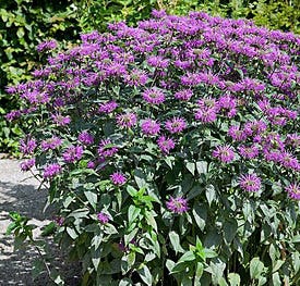 Blue Stocking Bee Balm