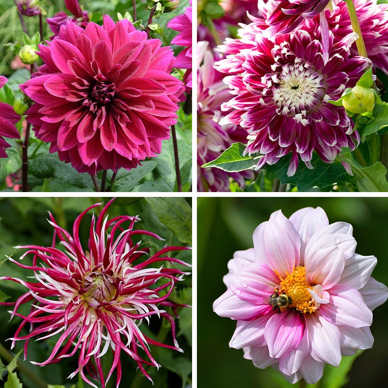Purple Paradise Dahlia Collection