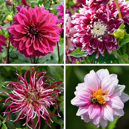 Purple Paradise Dahlia Collection