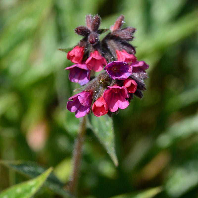 Raspberry Splash Lungwort