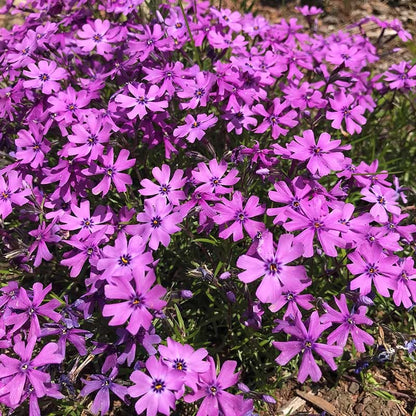 Sun Loving Tapestry Lawn Plant Collection