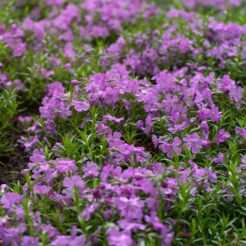 Purple Beauty Creeping Phlox - Thumbnail 3