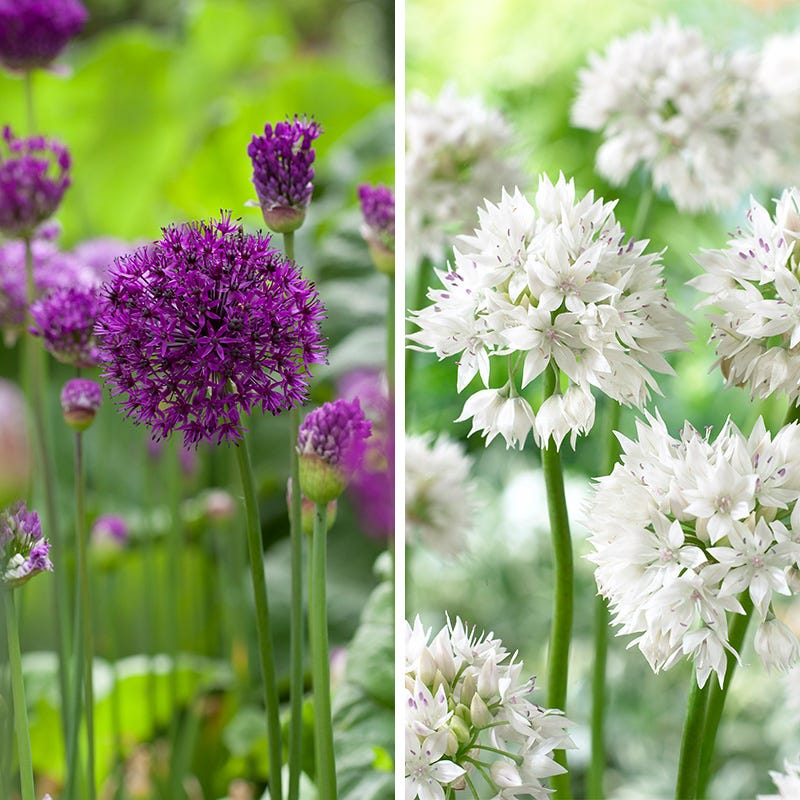 Purple Blend Allium Mix
