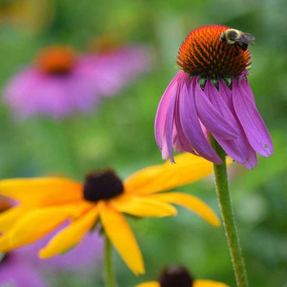 Black Eyed Susan & Purple Coneflower Seed Combo