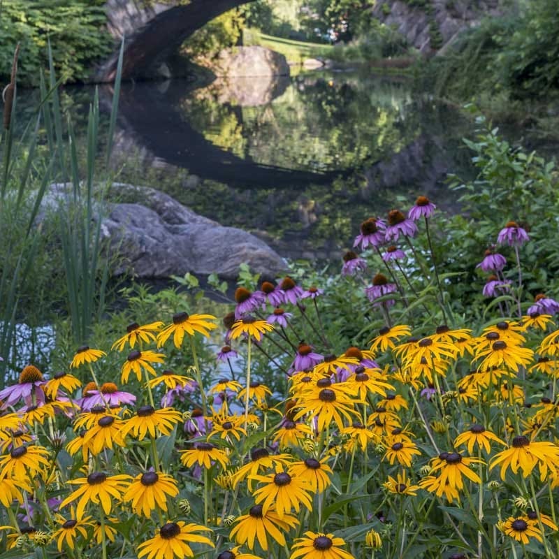 sprinkling cone flower seeds on ground Black Eyed Susan & Echinacea Seed Collection