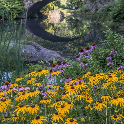 Black Eyed Susan & Purple Coneflower Seed Combo