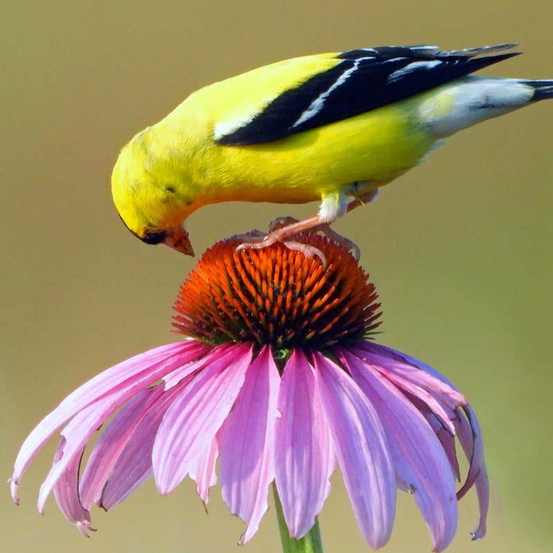 Bird Watcher Native Plant Collection