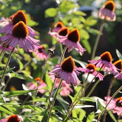 Purple Coneflower