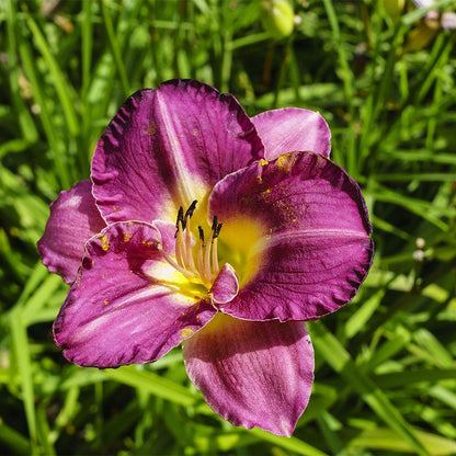 Purple D'Oro Reblooming Daylily