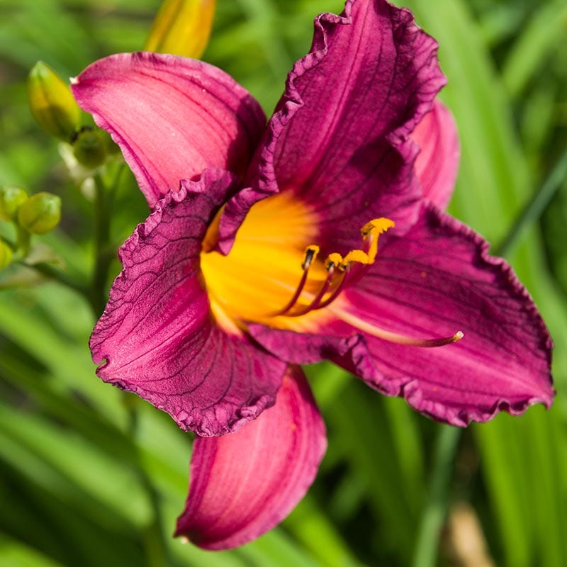 Purple D Oro Daylily Hemerocallis American Meadows Purple D Oro Daylily Hemerocallis American Meadows