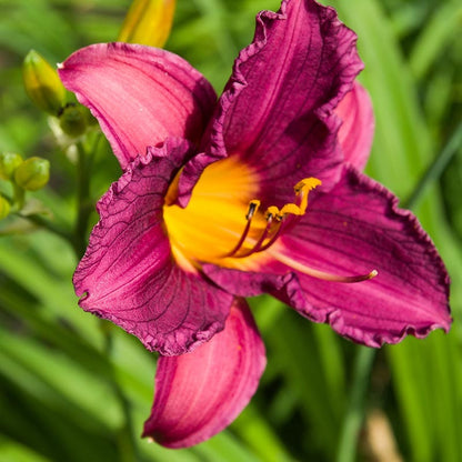 Purple D'Oro Reblooming Daylily