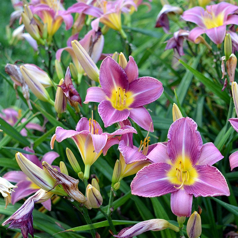 Purple D'Oro Reblooming Daylily