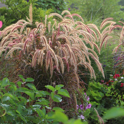 Purple Fountain Grass