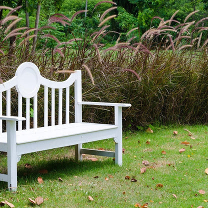 Purple Fountain Grass
