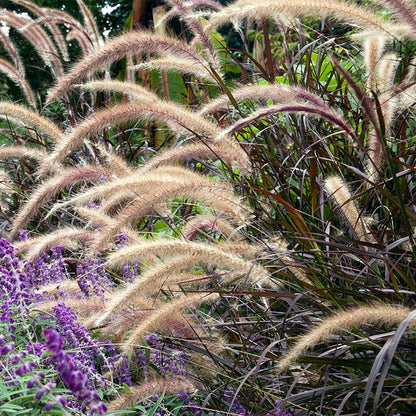 Purple Fountain Grass