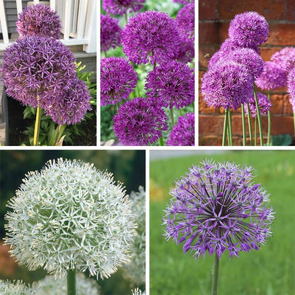 Purple Galaxy Allium Flower Bulb Collection