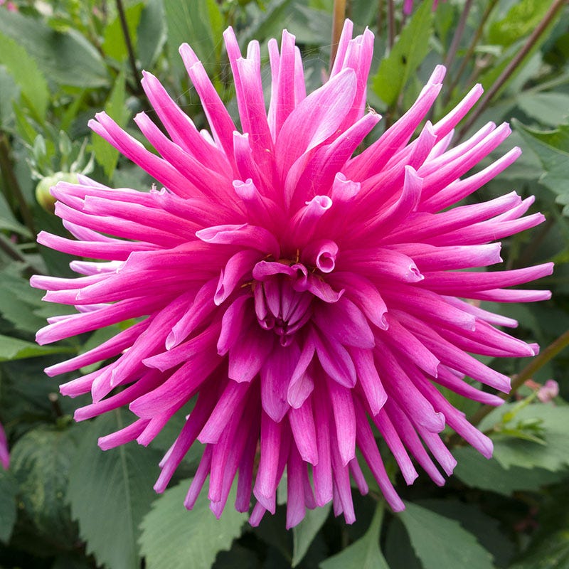 Purple Gem Cactus Dahlia