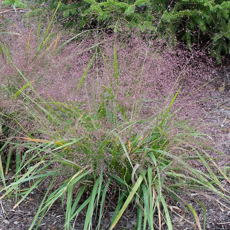 Purple Love Grass
