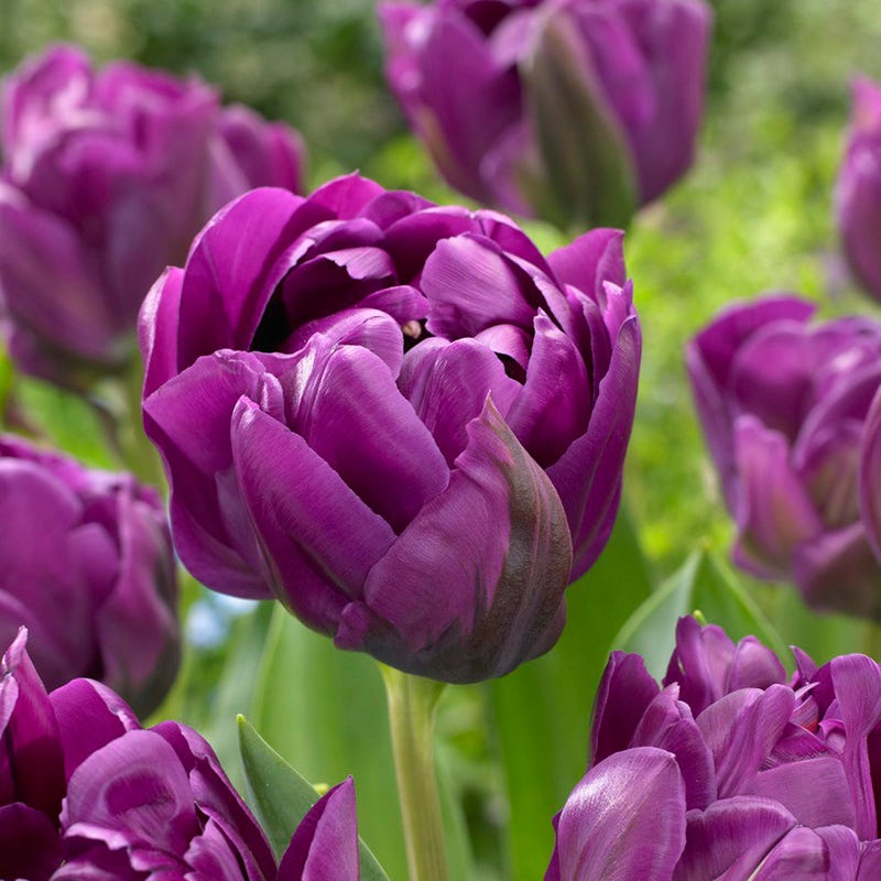 Sunset Hues Flower Bulb Collection