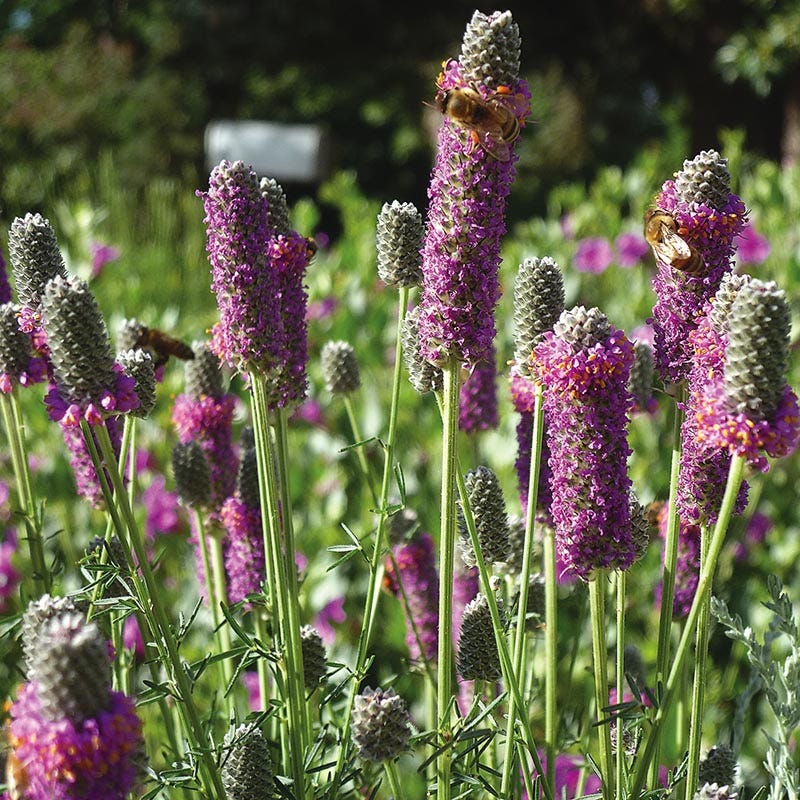 Purple Prairie Clover