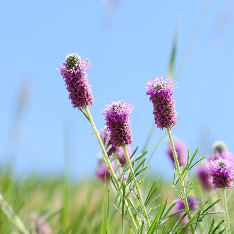 Purple Prairie Clover