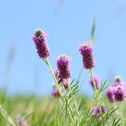Purple Prairie Clover