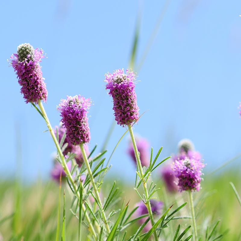 Purple Prairie Clover Seeds
