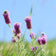 Purple Prairie Clover Seeds|Purple Prairie Clover Seeds, Dalea purpurea or Petalostemon purpureum