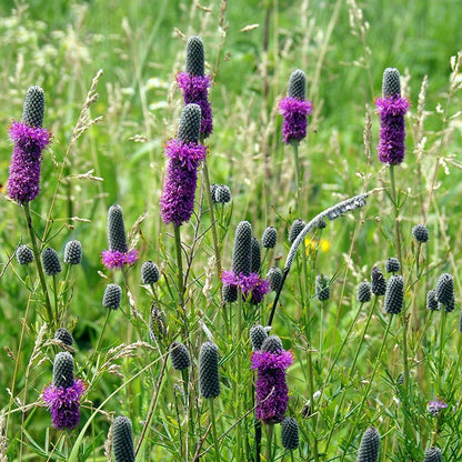 Purple Prairie Clover