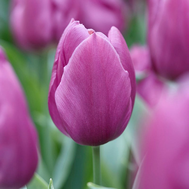 Dark & Stormy Flower Bulb Collection