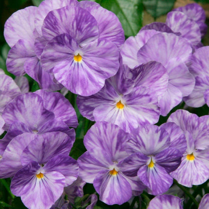 Columbine Tufted Violet