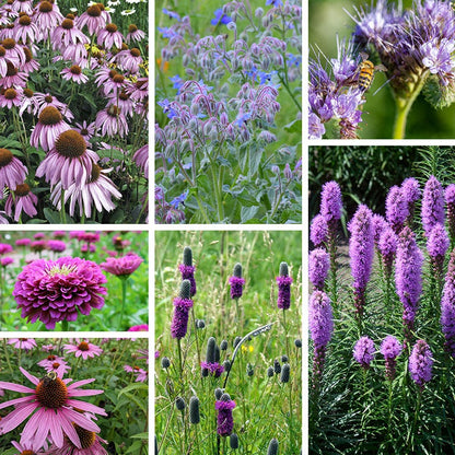 purple garden seeds Purple Wildflower Seed Mix