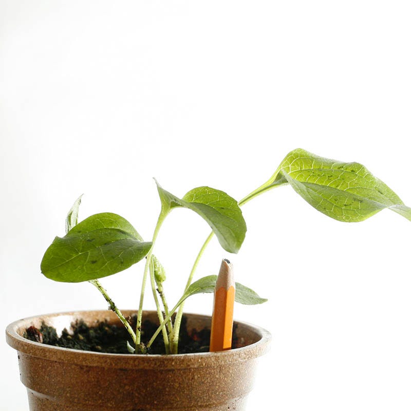 Purple Coneflower Seeds