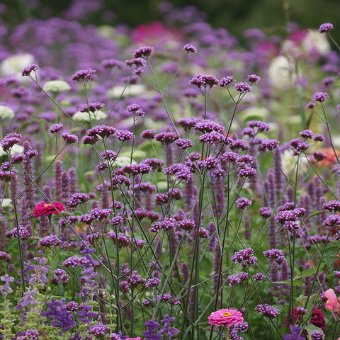 Lollipop Purpletop Vervain | Purple | Plant
