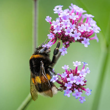 Lollipop Purpletop Vervain