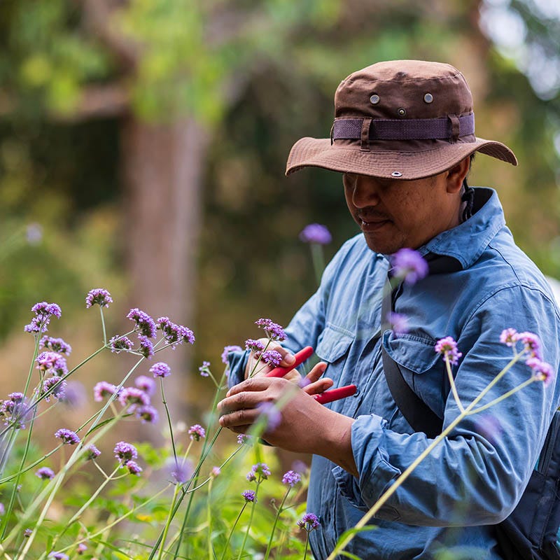 Lollipop Purpletop Vervain