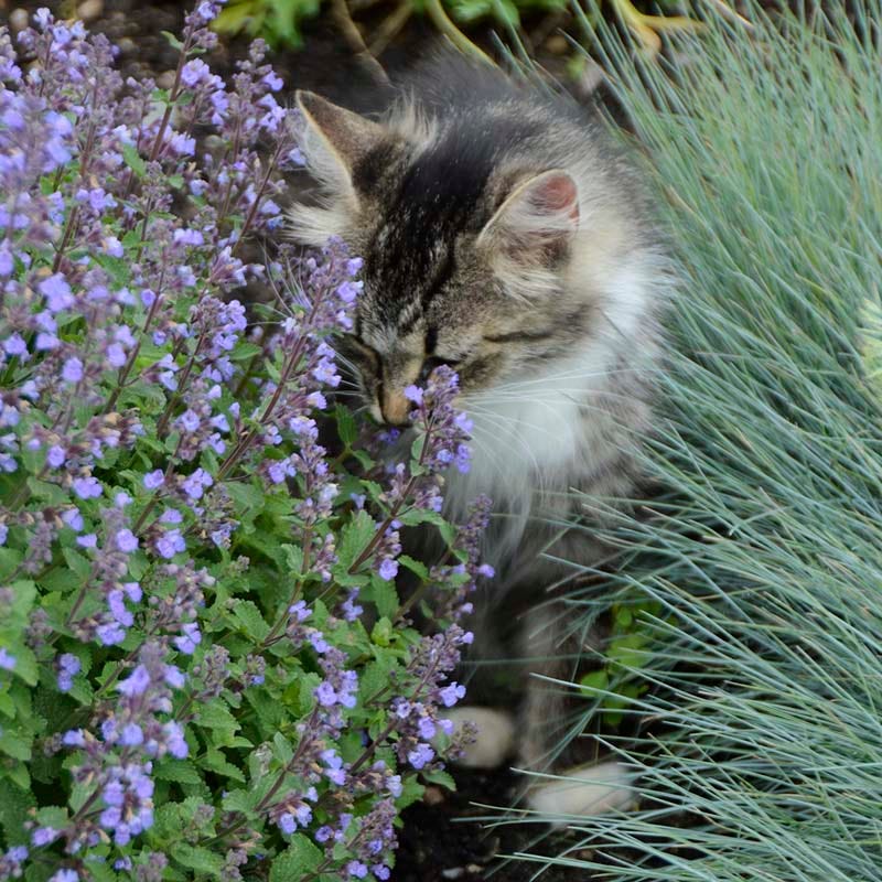 Purrsian Blue Nepeta | Fragrant Blue Blooms, Catmint
