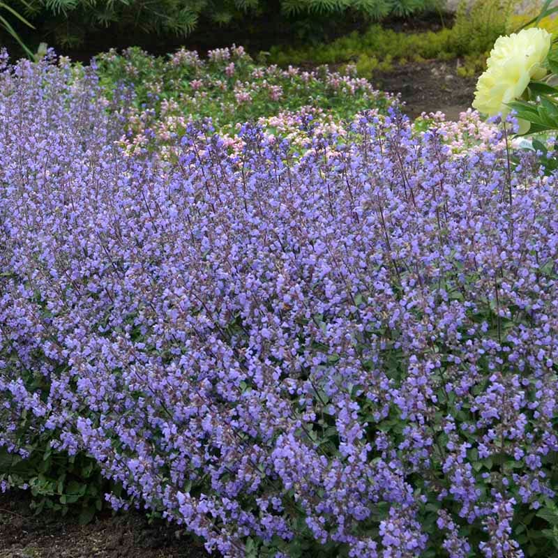 Purrsian Blue Nepeta