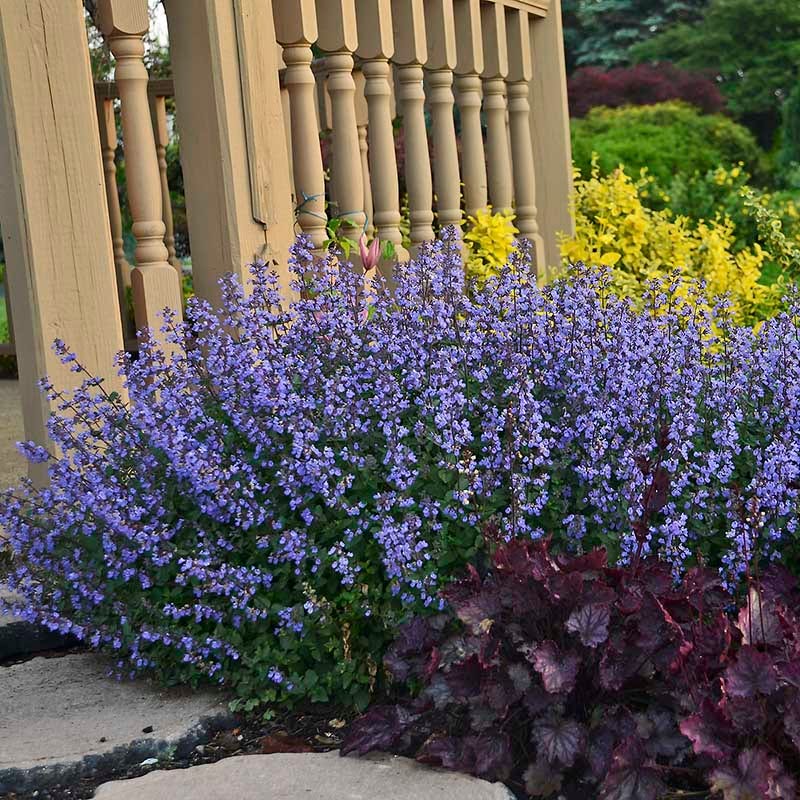 American Meadows Nepeta