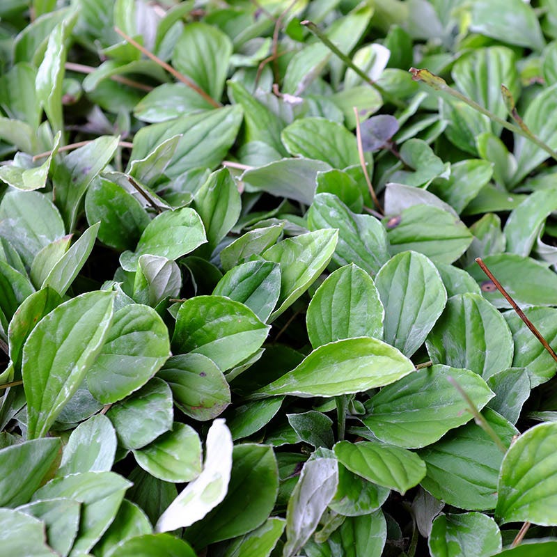 Plantain-leaf Pussytoes