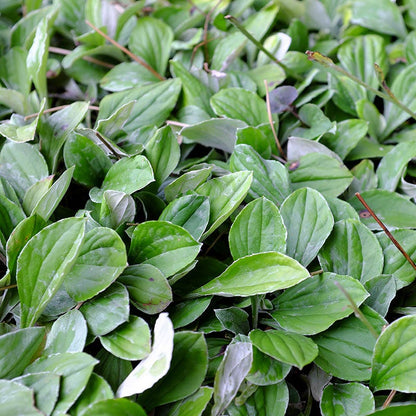 Plantain-leaf Pussytoes