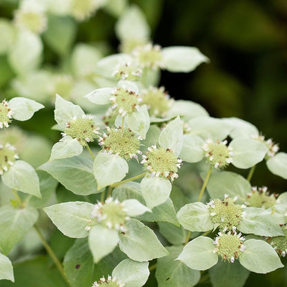 Bumblebee Burrow Native Plant Collection