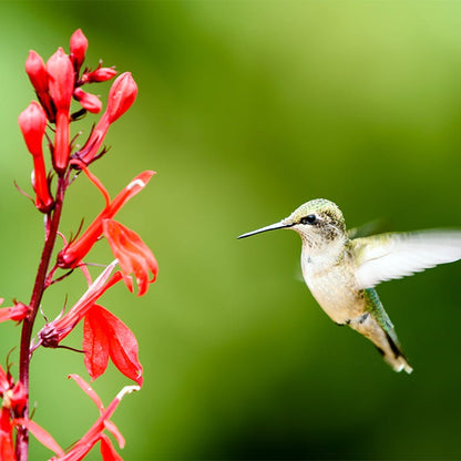 Queen Victoria Lobelia