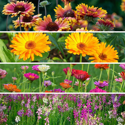 Quick Blooming Wildflower Seed Collection