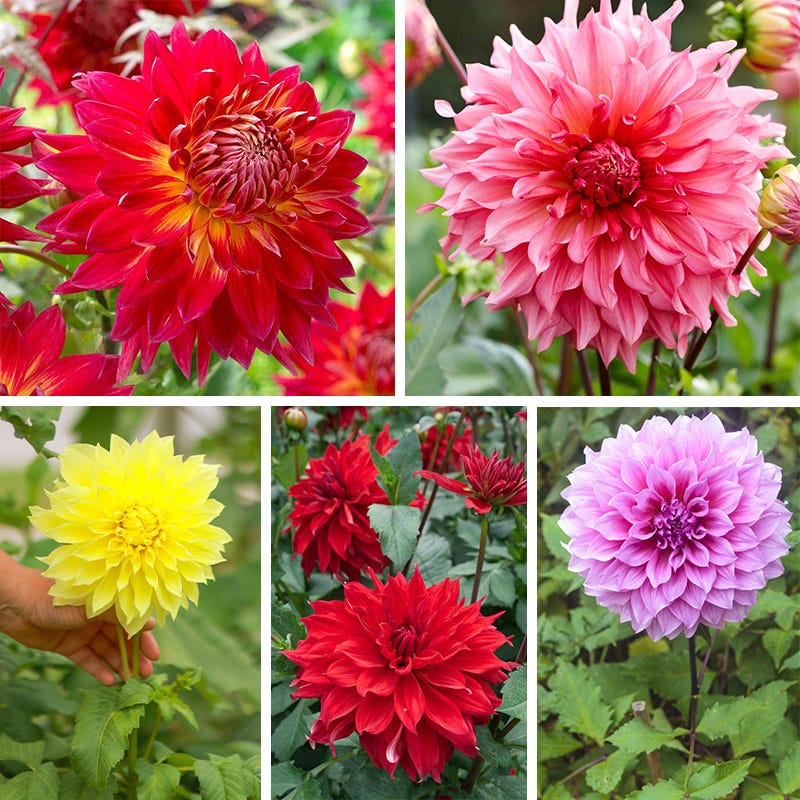 Radiant Dinner Plate Dahlia Collection